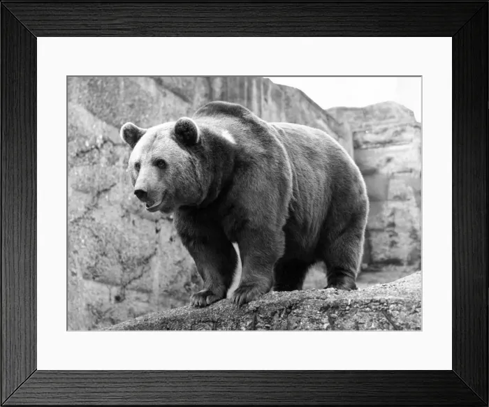 Framed Print : One of the brown bears at London Zoo Framed Print : One of the brown bears at London Zoo