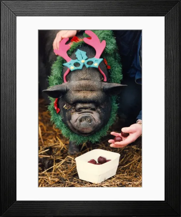 Framed Print : Rasher the pig in a festive mood having Horsechestnuts for his Christmas breakfast Framed Print : Rasher the pig in a festive mood having Horsechestnuts for his Christmas breakfast