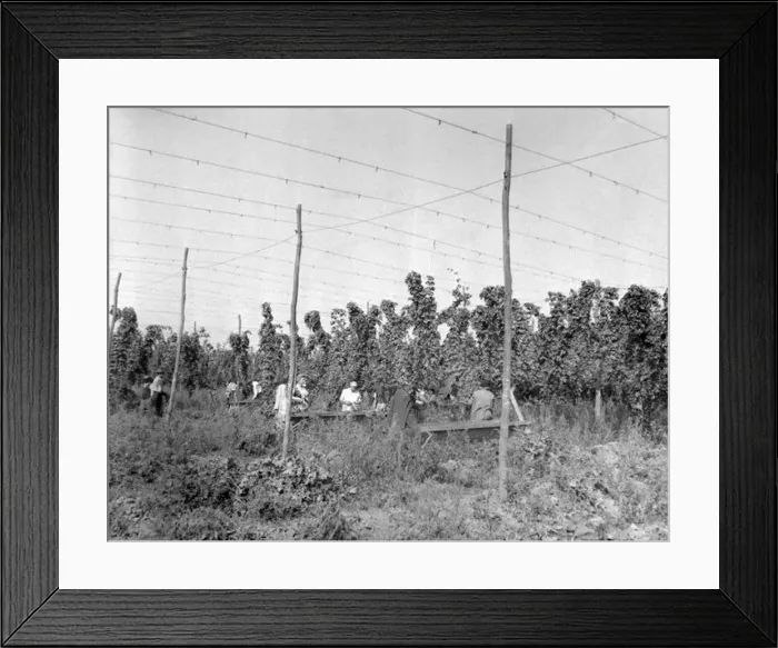 : Hop picking in progress in the fields of worcestershire : Hop picking in progress in the fields of worcestershire