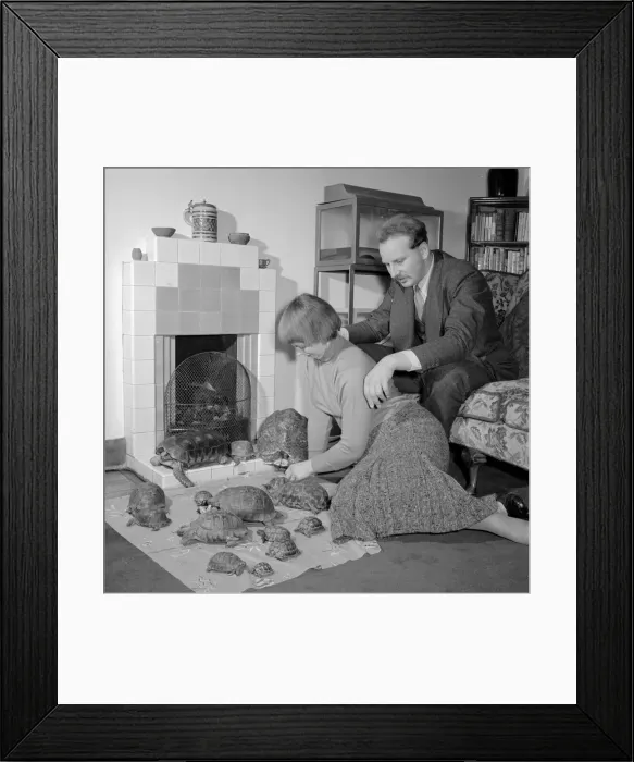 Framed Print : A young couple with their pet Turtles and Tortises Circa 1957 Framed Print : A young couple with their pet Turtles and Tortises Circa 1957