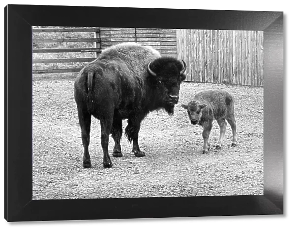 A mother bison with its calf