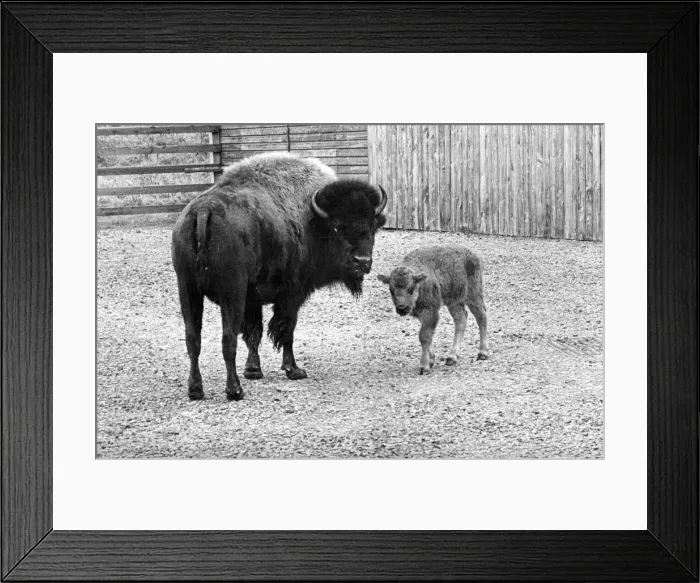 Framed Print : A mother bison with its calf Framed Print : A mother bison with its calf