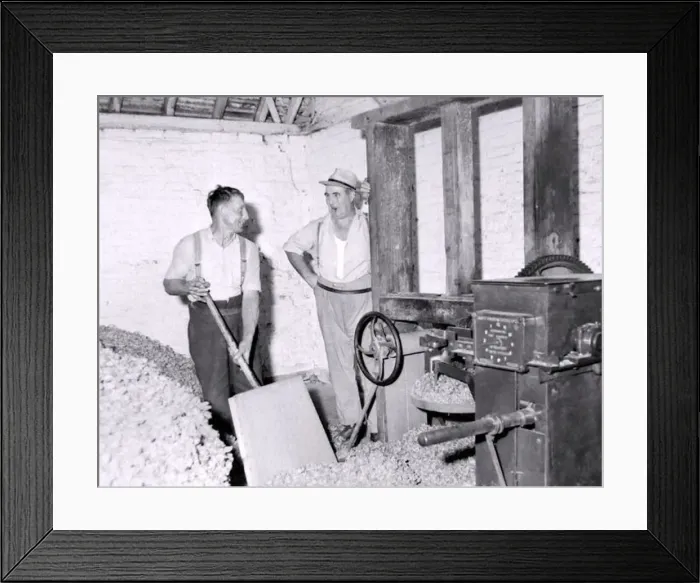  : Hop picking in progress in Worcestershire, men hard at work. October 1959