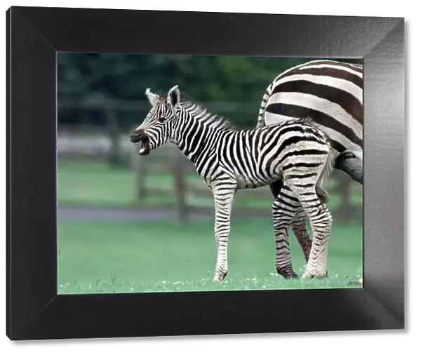 A new star in stripes 'Zena'the hour old Zebra foal takes her first glimpse at