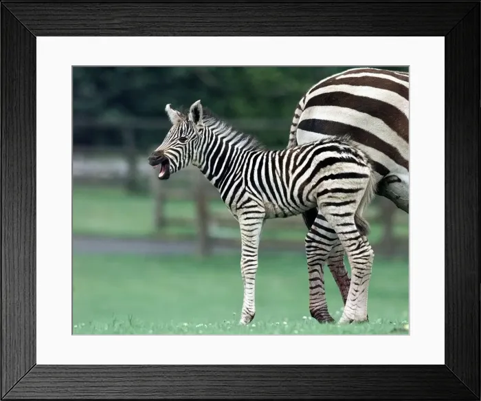 Framed Print : A new star in stripes Zena'the hour old Zebra foal takes her first glimpse