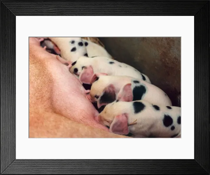 Framed Print : A litter of piglets at feeding time Framed Print : A litter of piglets at feeding time