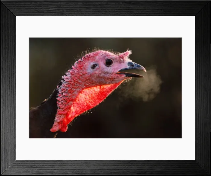 Framed Print : Tracey the turkey at Beamish Farm on Boxing Day December 1994 Framed Print : Tracey the turkey at Beamish Farm on Boxing Day December 1994