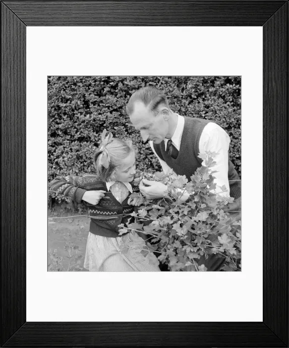 Framed Print : Father and daughter gardening Circa 1957 Framed Print : Father and daughter gardening Circa 1957