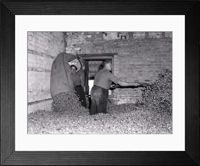 : Hop picking in progress in Worcestershire. Men hard at work. October 1959 : Hop picking in progress in Worcestershire. Men hard at work. October 1959