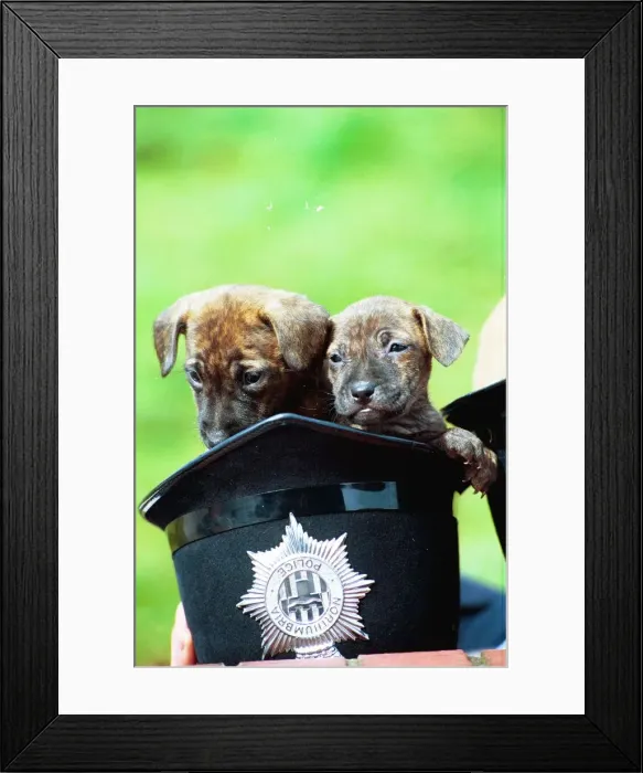 Framed Print : Two puppies in a police helmet Framed Print : Two puppies in a police helmet