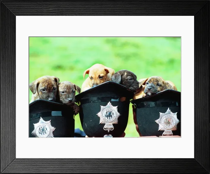Framed Print : Puppies in three police helmets Framed Print : Puppies in three police helmets