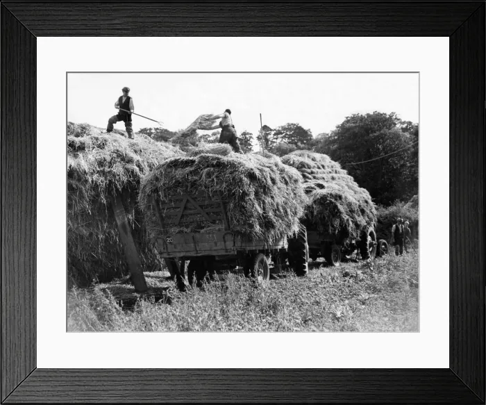 Framed Print : Farm hands gathering the harvest by hand at Mill Farm, Mitford Framed Print : Farm hands gathering the harvest by hand at Mill Farm, Mitford