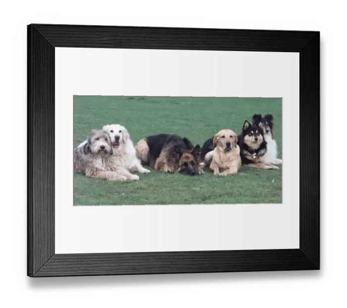 Framed Print : TRAINING 2 KW PIC KIRSTY WIGGLESWORTH Dog Training at Animal Enterprises film Framed Print : TRAINING 2 KW PIC KIRSTY WIGGLESWORTH Dog Training at Animal Enterprises film