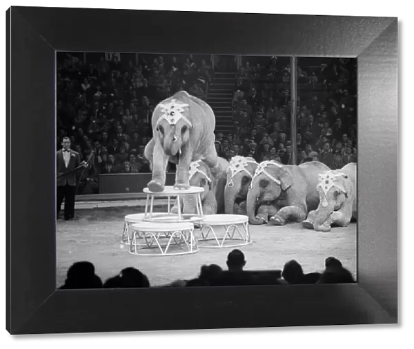 Elephants performing at the Bertram Mills Circus Circa 1959