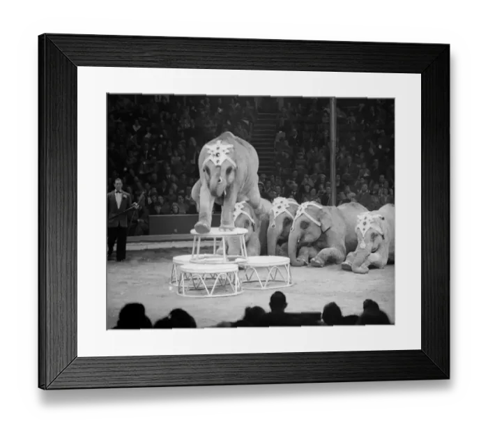 Framed Print : Elephants performing at the Bertram Mills Circus Circa 1959 Framed Print : Elephants performing at the Bertram Mills Circus Circa 1959