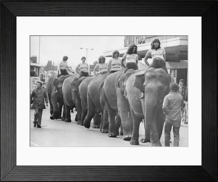 Framed Print : Motorists ran into Jumbo jams when this herd of elephants decided to take a walk