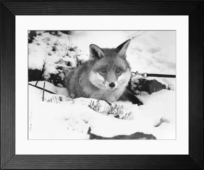 Framed Print : A fox in the snow Framed Print : A fox in the snow