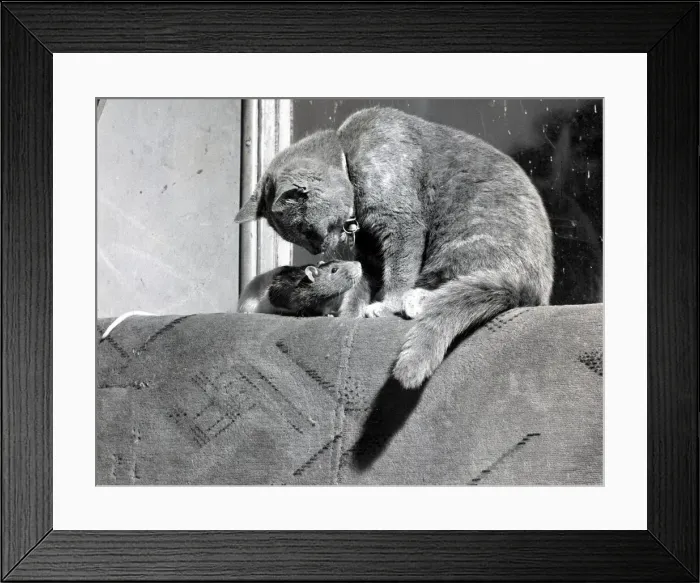 Framed Print : Is this lunch or my new best friend? Unusual friendship between a cat Framed Print : Is this lunch or my new best friend? Unusual friendship between a cat