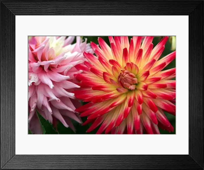 Framed Print : A blaze of colour in the Dahlia bed at Baddesley Clinton. 1999 Framed Print : A blaze of colour in the Dahlia bed at Baddesley Clinton. 1999