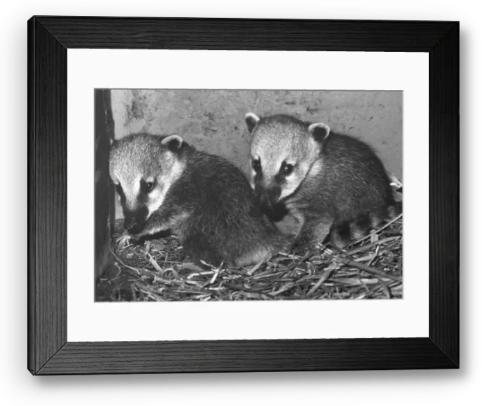 Framed Print : Two coatis at Lambton Adventure Park Framed Print : Two coatis at Lambton Adventure Park