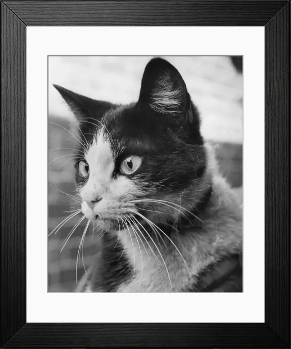 Framed Print : A picture of a cute cat Framed Print : A picture of a cute cat