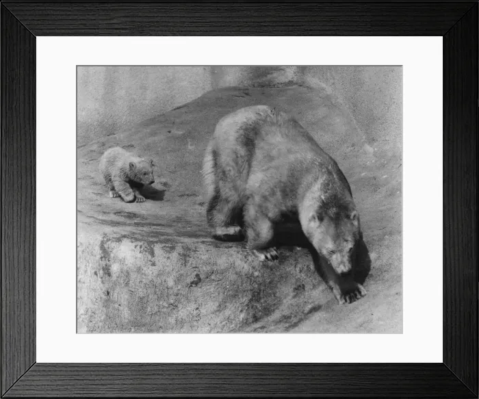 Framed Print : Pipaluk polar bear cub with his mother Sally at London Zoo