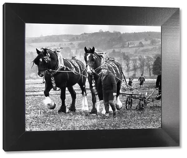 Two Shire horses ploughing a field in a competition in 1972