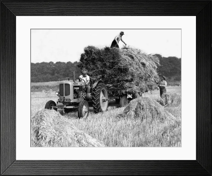 Framed Print : Farm hands gathering in the harvest in October 1955 Framed Print : Farm hands gathering in the harvest in October 1955