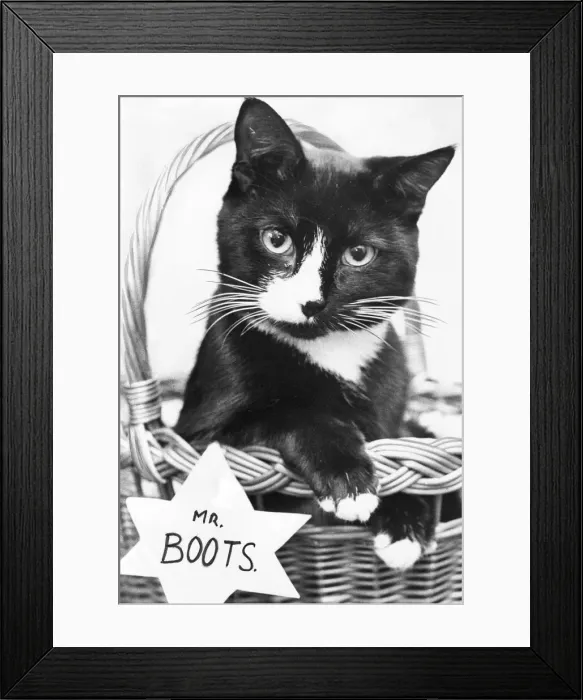 Framed Print : Mr Boots the cat in his basket as part of the cast of Colette at the Sunderland Empire Framed Print : Mr Boots the cat in his basket as part of the cast of Colette at the Sunderland Empire