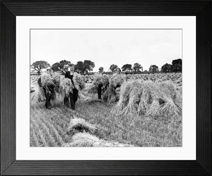 Framed Print : Eveyone helps to collect an extra early crop of white winter oats from Red House Farm Framed Print : Eveyone helps to collect an extra early crop of white winter oats from Red House Farm