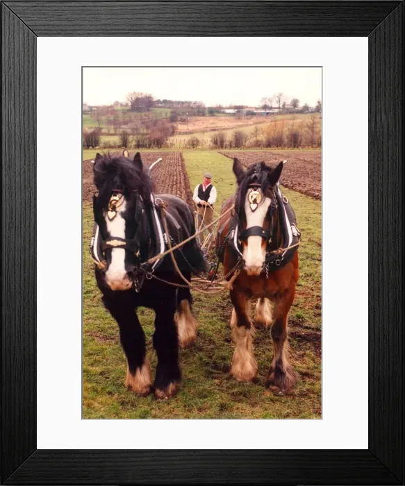 Framed Print : Shire horses Duke (black) and Sam, ploughing in the Old Manor at Beamish Open Museum Framed Print : Shire horses Duke (black) and Sam, ploughing in the Old Manor at Beamish Open Museum