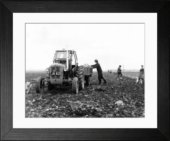 Framed Print : Farm hands potato or tattie picking in October 1962 Framed Print : Farm hands potato or tattie picking in October 1962