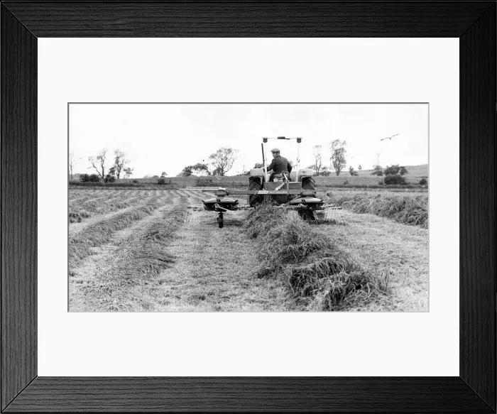 Framed Print : Hay or silage, one of the secrets of success is making an even swath Framed Print : Hay or silage, one of the secrets of success is making an even swath