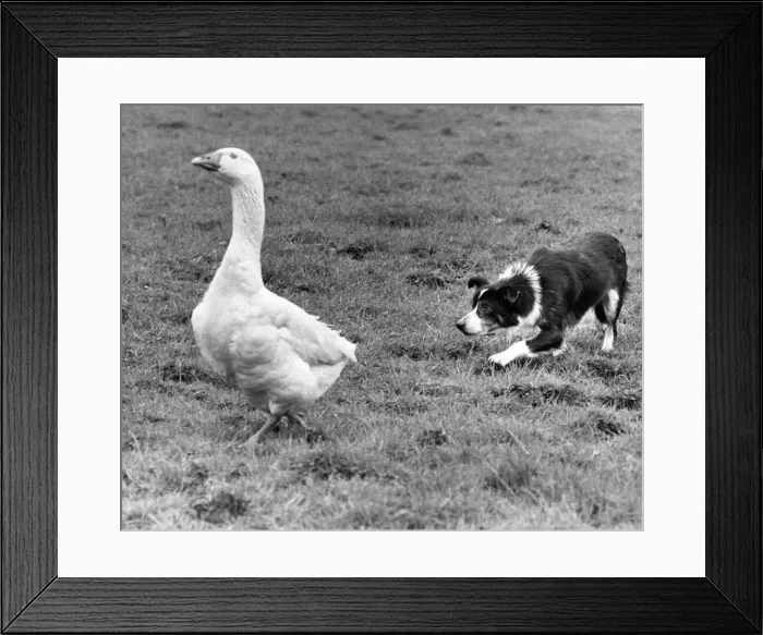 Framed Print : A sheepdog rounding up a stray goose Framed Print : A sheepdog rounding up a stray goose