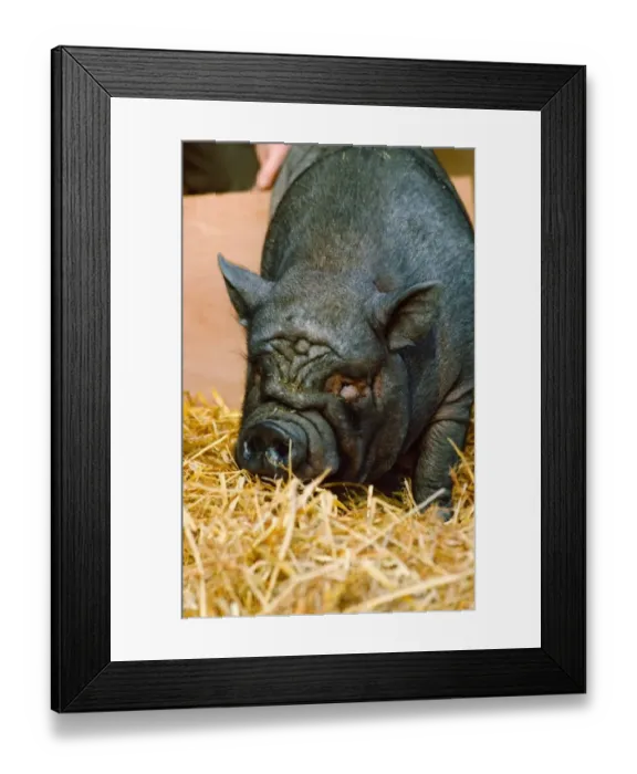 Framed Print : A Vietnamese Pot-bellied pig Framed Print : A Vietnamese Pot-bellied pig