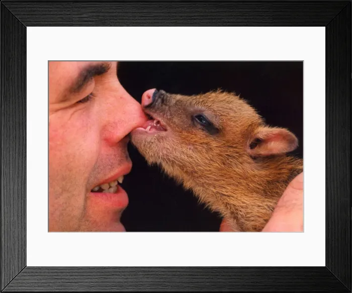 Framed Print : Piglet the Peccary bites his owners nose Framed Print : Piglet the Peccary bites his owners nose
