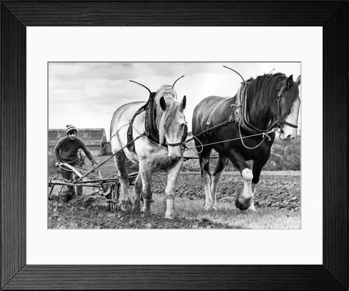 Framed Print : Two Clydesdales, Paddy and Jewel show how to plough up a field the old fashioned way