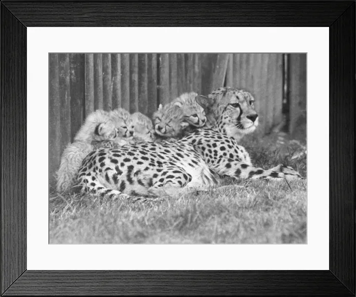 Framed Print : The cheetah cubs with their mother at Whipsnade Zoo Framed Print : The cheetah cubs with their mother at Whipsnade Zoo