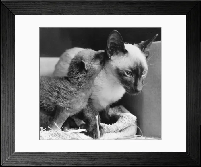 Framed Print : Oscar the cat looking after one of the new born fox cubs Framed Print : Oscar the cat looking after one of the new born fox cubs