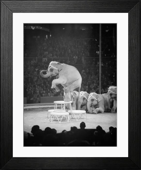 Framed Print : Elephants performing under the big top of the Bertram Mills Circus Circa 1959 Framed Print : Elephants performing under the big top of the Bertram Mills Circus Circa 1959