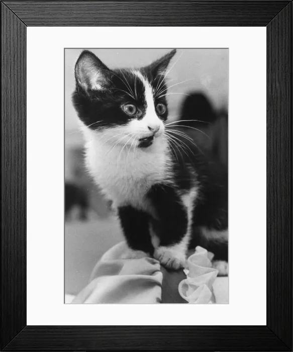 Framed Print : A nervous looking kitten Framed Print : A nervous looking kitten