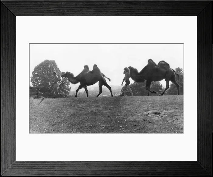 Framed Print : Camels are lead to be watered in Hexham