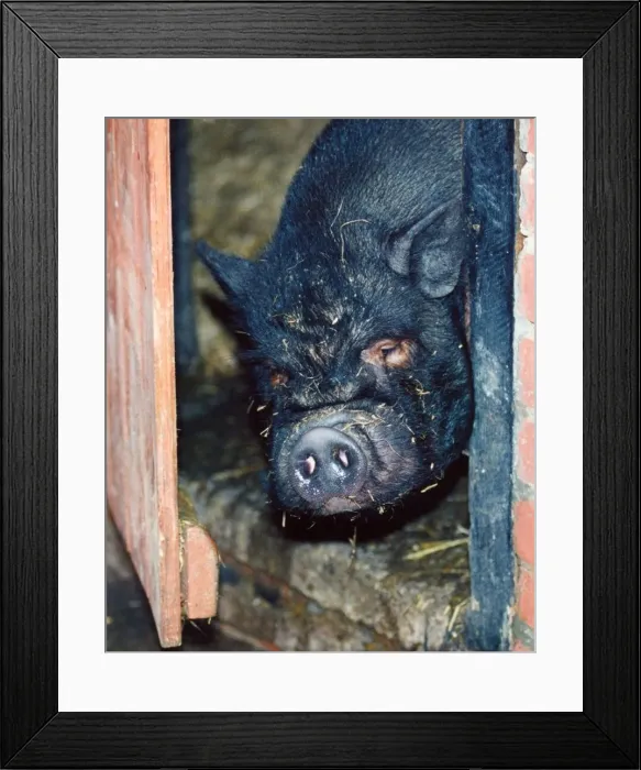 Framed Print : A Vietnamese pot bellied pit