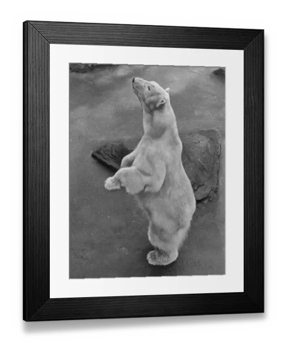 Framed Print : Brumas, the famous polar bear who celebrates her 4th birthday at London Zoo Framed Print : Brumas, the famous polar bear who celebrates her 4th birthday at London Zoo
