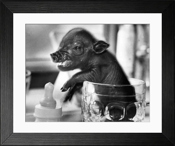 Framed Print : A small Vietnamese pot bellied pig in a pint glass Framed Print : A small Vietnamese pot bellied pig in a pint glass