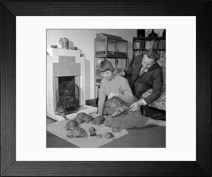 Framed Print : A young couple with their pet Turtles and Tortises Circa 1957