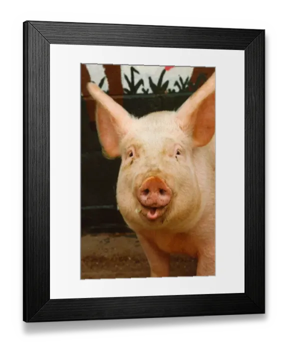 Framed Print : A rather handsome pig posing for the cameras