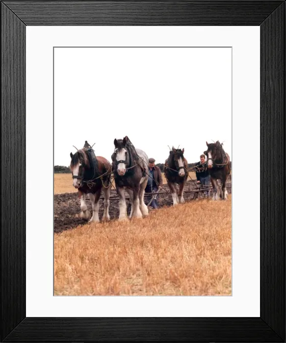 Framed Print : Shire horses ploughing up a field the old fashioned way Framed Print : Shire horses ploughing up a field the old fashioned way
