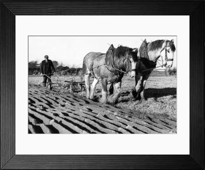 Framed Print : Two Clydesdales Prince and Glen in a ploughing competition in 1973 Framed Print : Two Clydesdales Prince and Glen in a ploughing competition in 1973