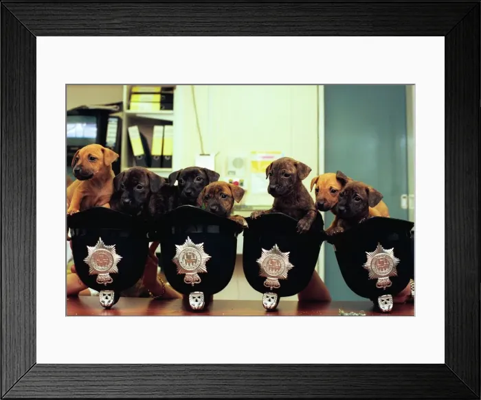 Framed Print : Ten cute puppies in helmets at Gateshead East Police Station Framed Print : Ten cute puppies in helmets at Gateshead East Police Station